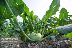 Top 10 best vegetables in the world 2023